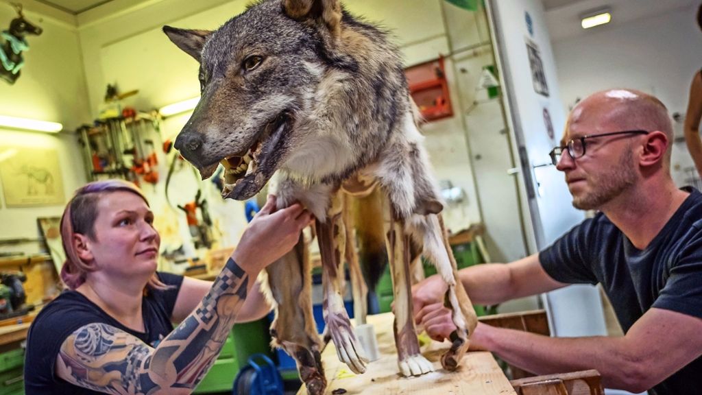 Wolf in Württemberg: M 48 kriegt sein Fell  übergezogen