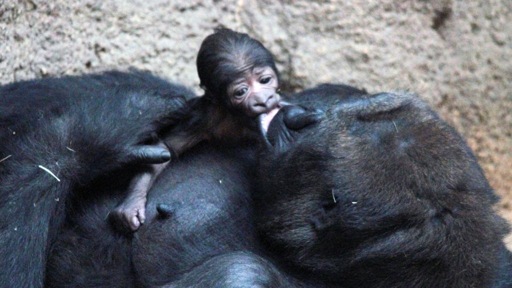 Zoo Leipzig: Kleines Gorillababy hat einen Namen