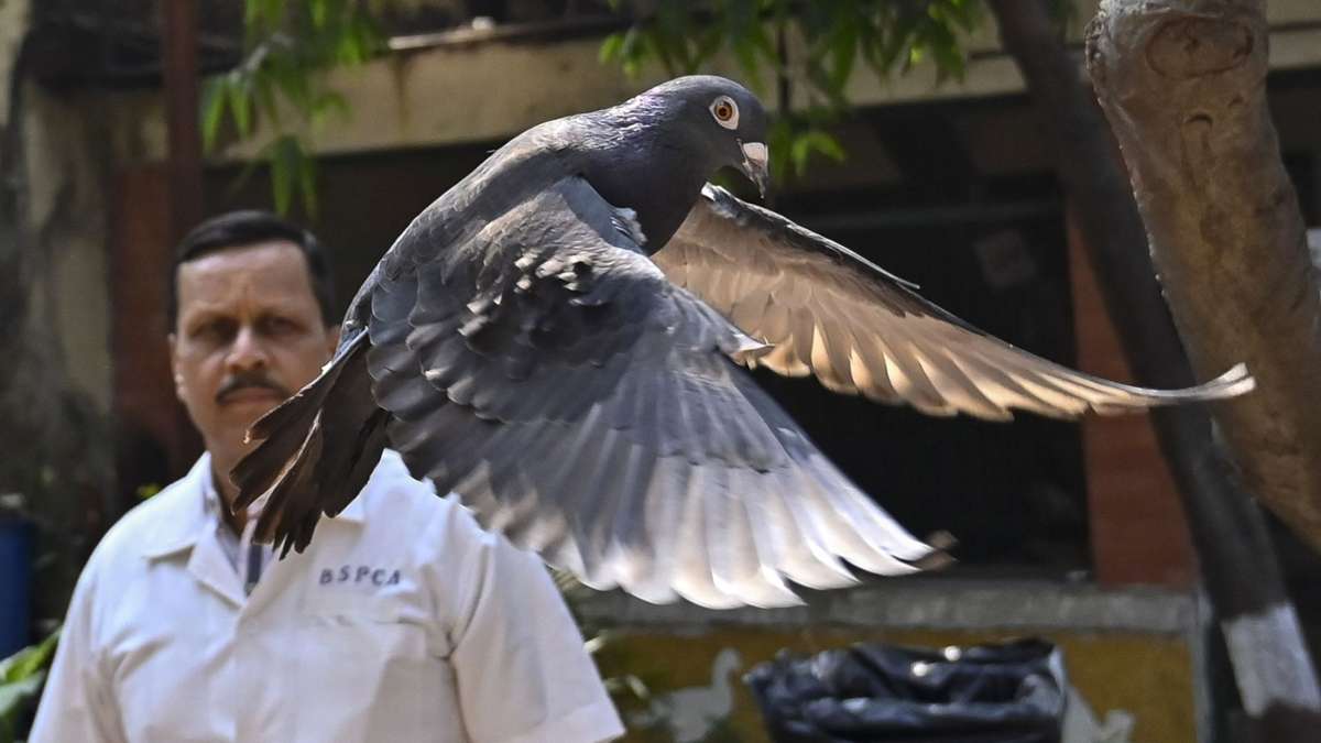 Nach acht Monaten Haft in Indien: Angeblicher chinesischer Spionagevogel freigelassen