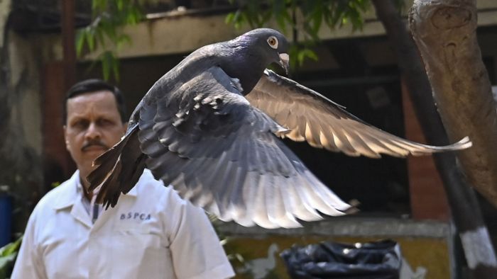 Angeblicher chinesischer Spionagevogel freigelassen