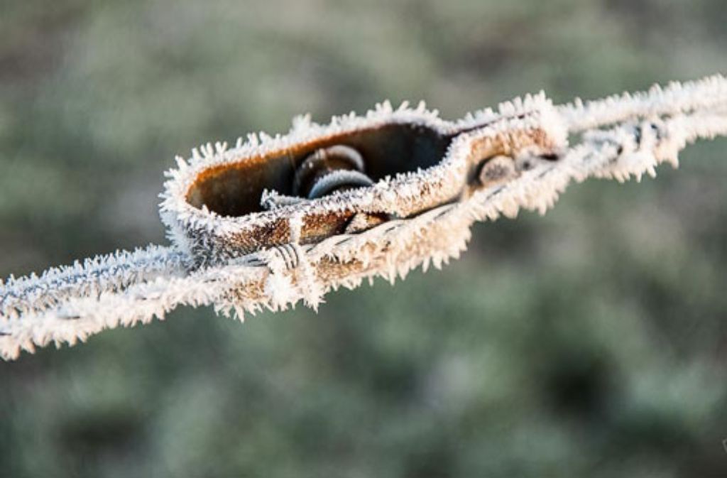 ... diese schönen Bilder vom Frost...
