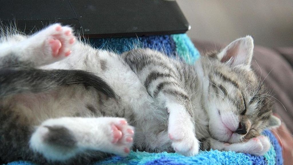 Haustiere im Bett: Pro und Contra: Fünf Gründe, warum Haustiere (nicht) im Bett schlafen sollten