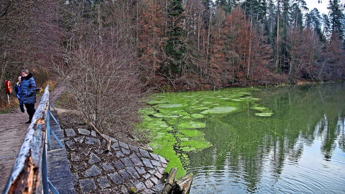 Gewässer bei Adelberg: Ein grüner Teppich auf dem Stausee