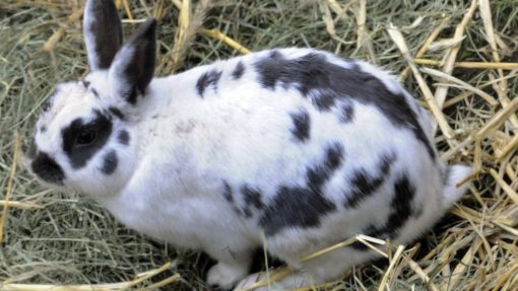 Blaulicht aus der Region Stuttgart: 24. Mai: Kaninchen enthauptet