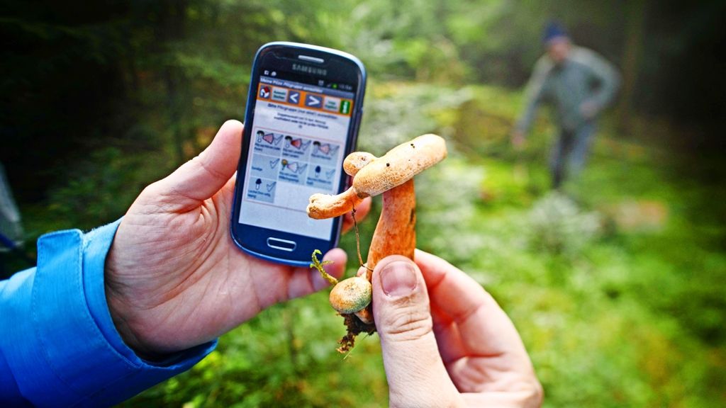 Auf Pilzsuche mit dem Smartphone: Die App ist so gut wie ihr Nutzer