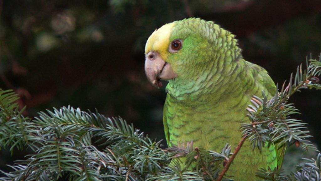 Vogel frei: Die wilden Papageien von Cannstatt
