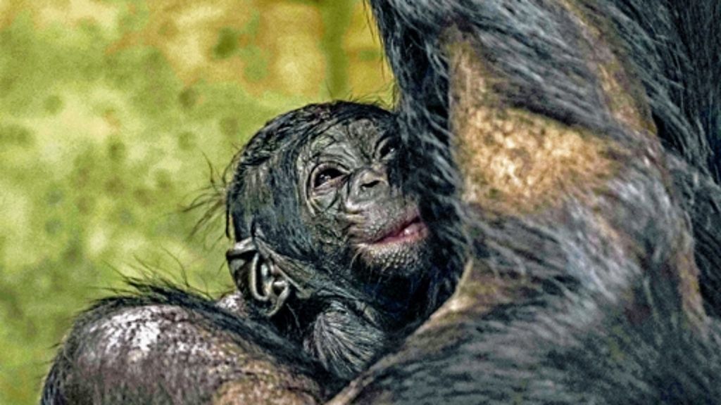 Affenbaby in der Stuttgarter Wilhelma: Wieder Nachwuchs bei den Bonobos