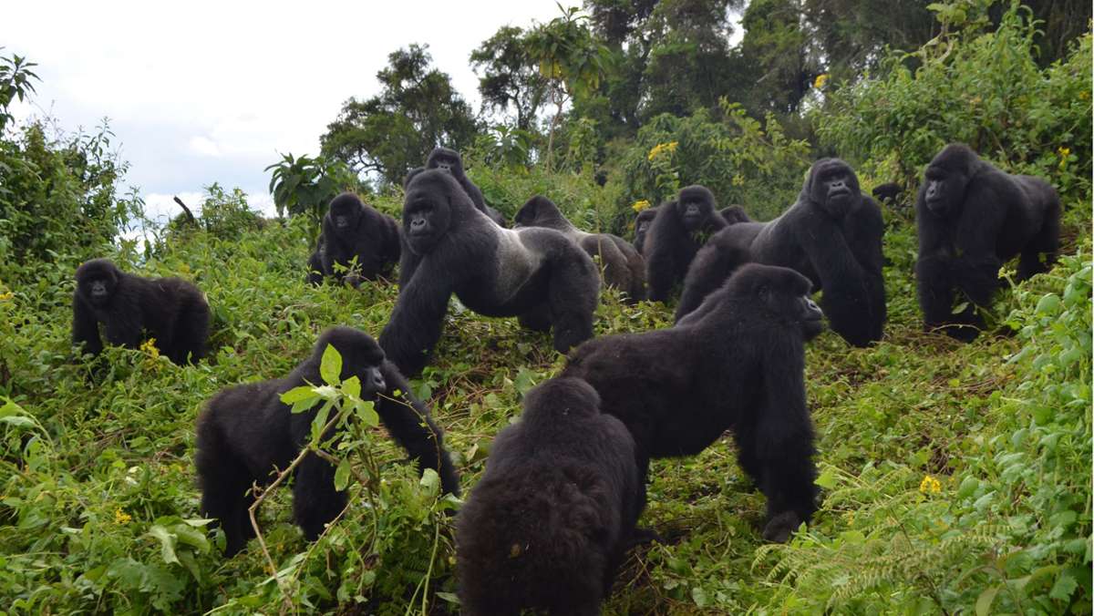 Bedrohte Tiere: Mangel an Lebensraum bremst Wachstum des Berggorilla-Bestands