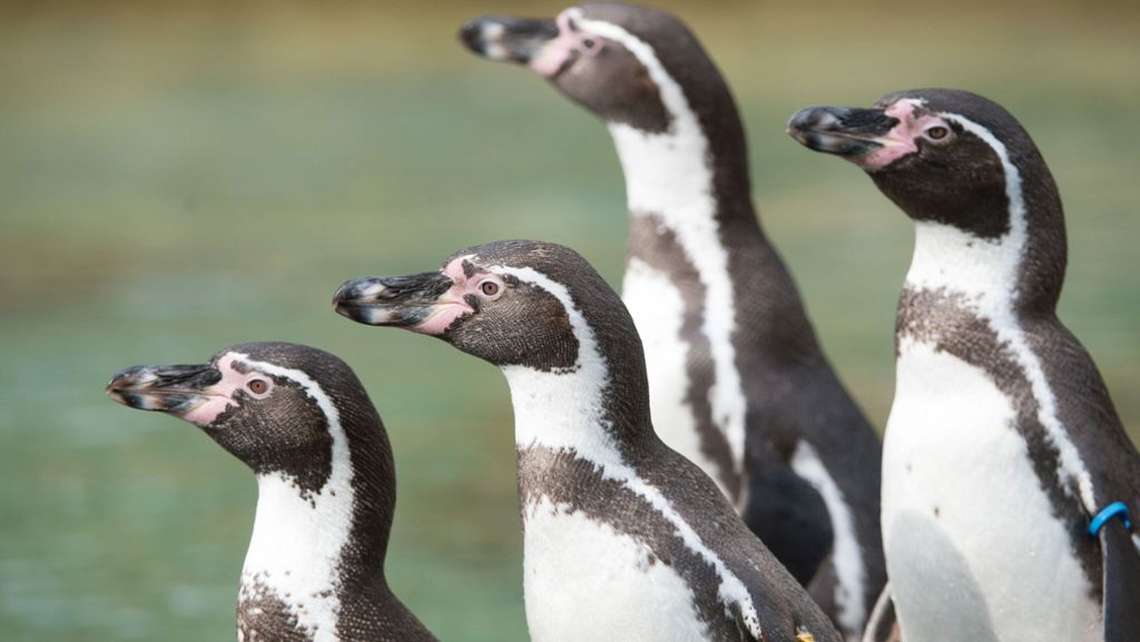 Mannheim: Pinguin aus Tiergehege gestohlen
