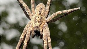Baden-Württemberg: Nosferatu-Spinne erobert das Land