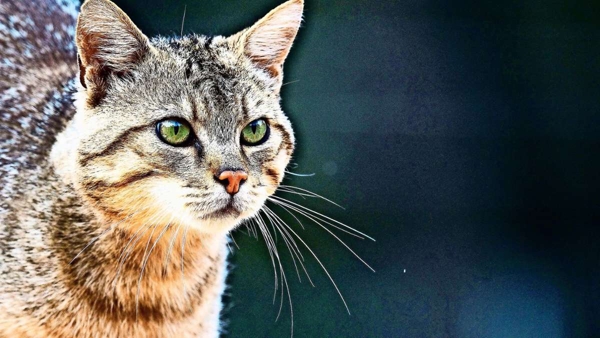 Frei lebende Tiere in Mönsheim: Katzen müssen unters Messer