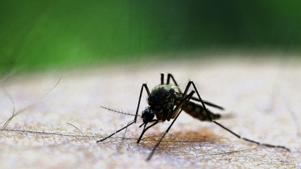 Stechmückenplage in Deutschland: Die Brut aus der Flut