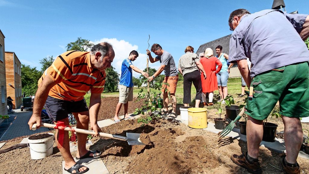 Gartenbauprojekt für Flüchtlinge in Ditzingen: Wie Integration mit Tomaten funktioniert