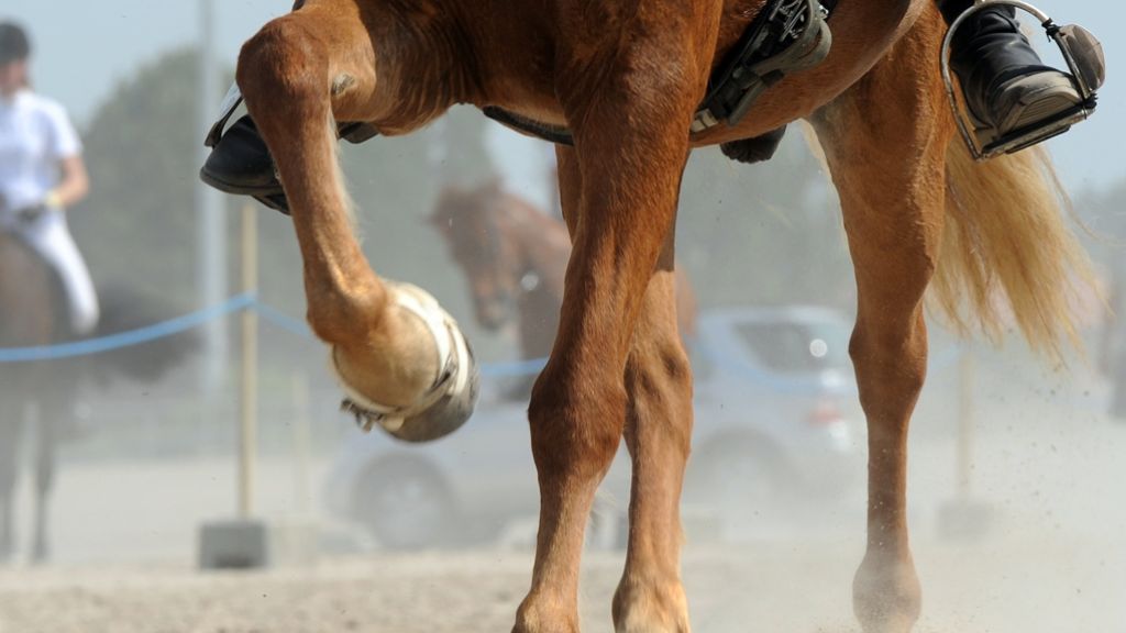 Urteil in Karlsruhe: Tierarzt muss nach Tod eines Pferdes zahlen