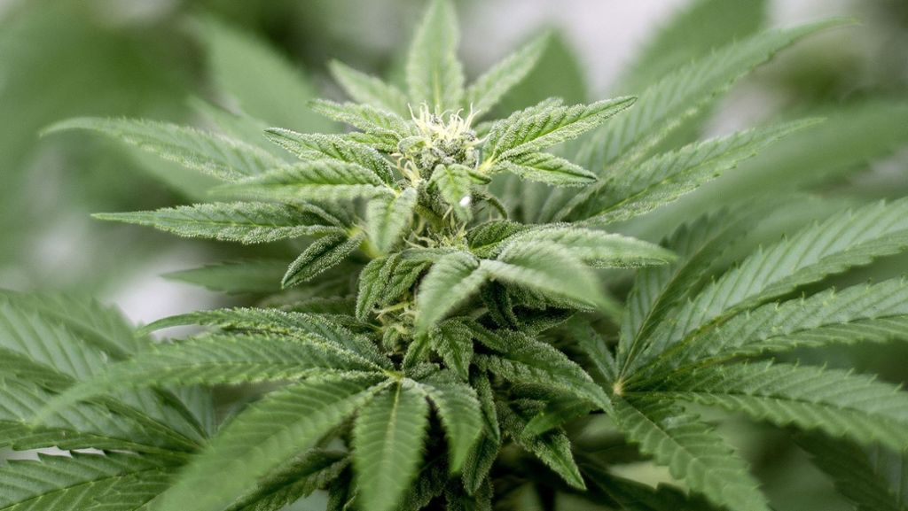 Gesetzentwurf in Kanada: Landesweite Legalisierung von Marihuana soll kommen