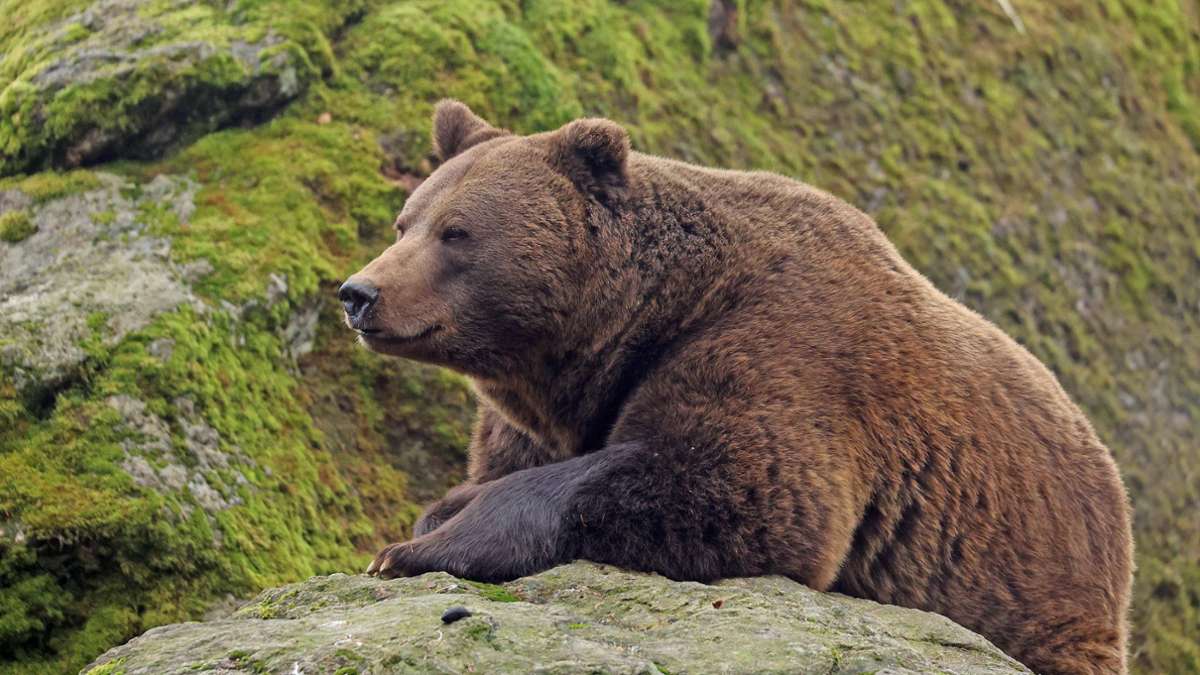 Slowakei: Bär verletzt fünf Menschen und wird erschossen
