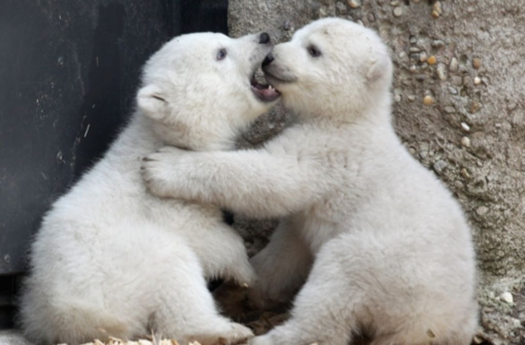 Die beiden 14 Wochen alten Eisbären-Zwillinge erkunden in München das Freigehege im Tierpark Hellabrunn.