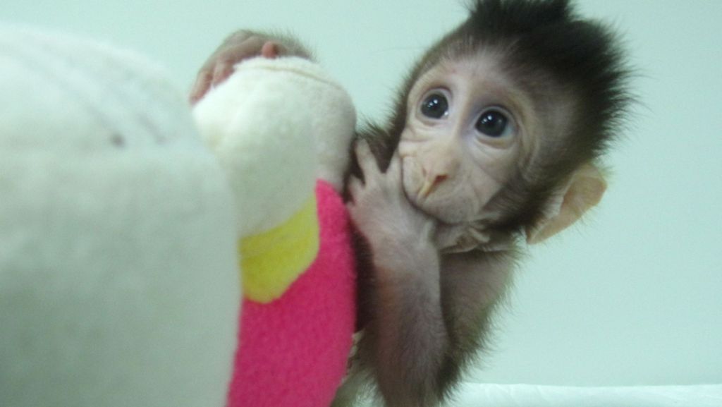 Erstmals Affen geklont: China bricht ein Tabu beim Klonen