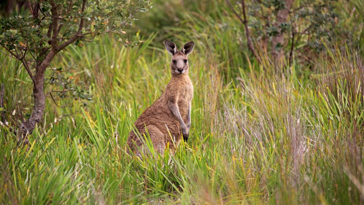 Australien: Känguru tötet offenbar Mann