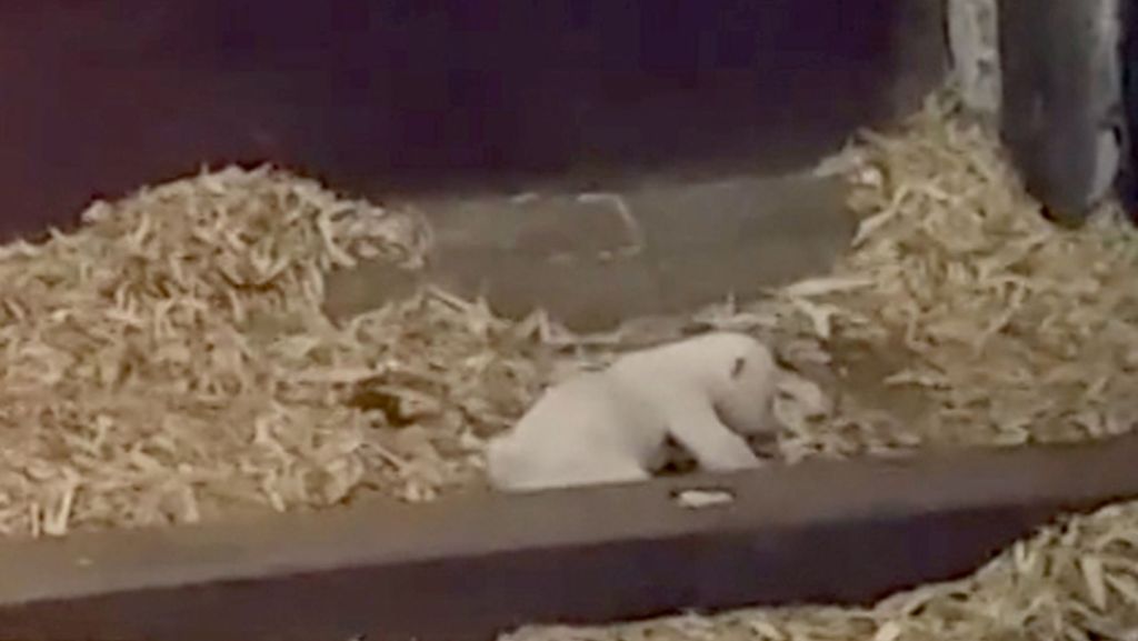 Berliner Zoo: Neues Video zeigt Eisbär-Baby