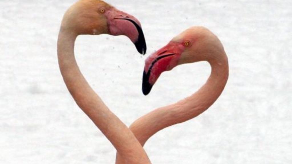 Beinahe festgefroren: Mannheimer Feuerwehr rettet Flamingos