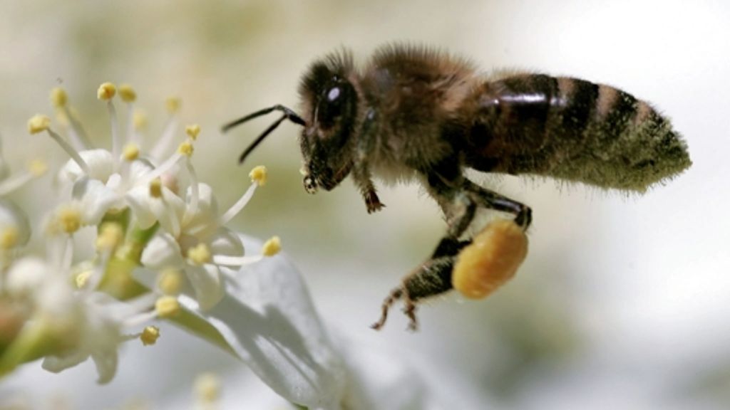 Imkerei in Städten: Flotte Stadtbienen im Anflug