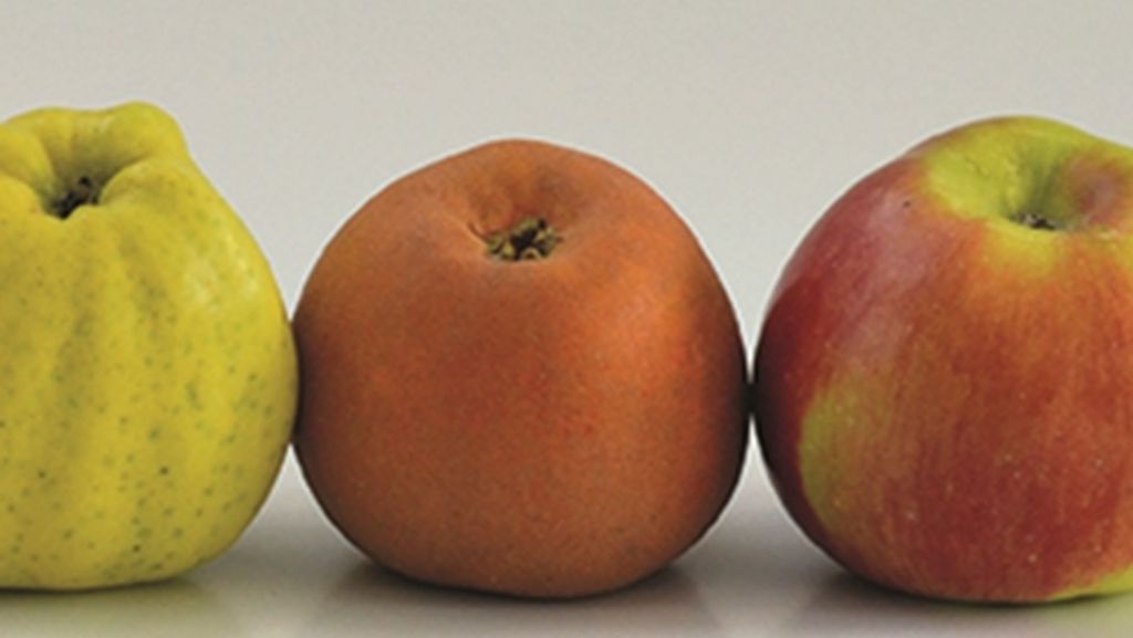 Ravensburger Kompetenzzentrum für Obstanbau: Die Vermessung des Apfels
