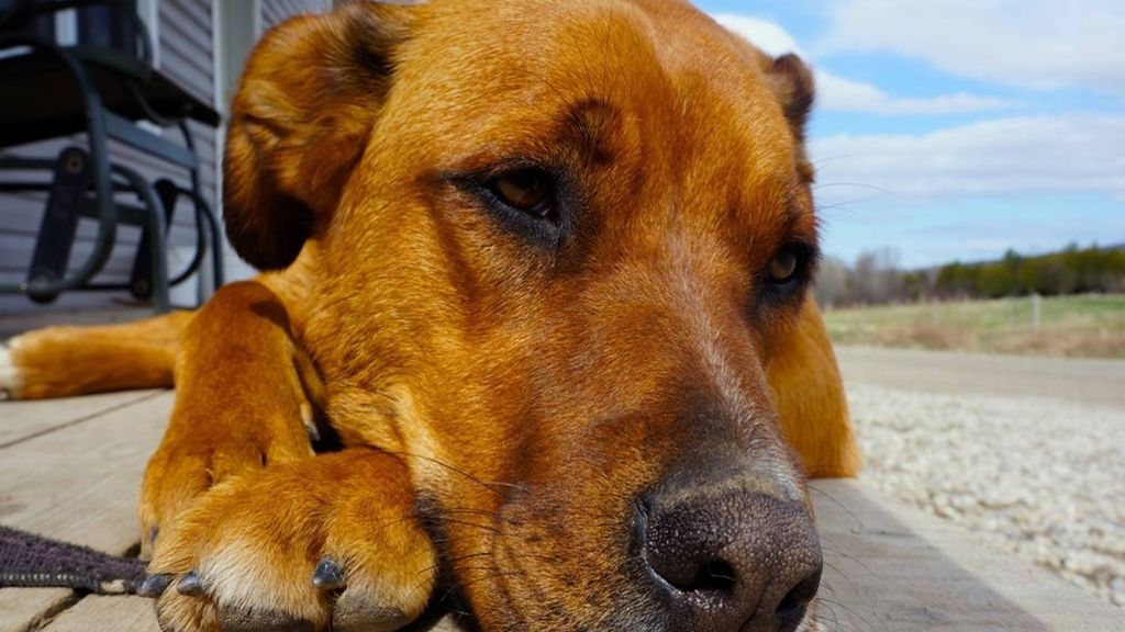 Welthundetag: Die schönsten Hundebilder unserer Leser