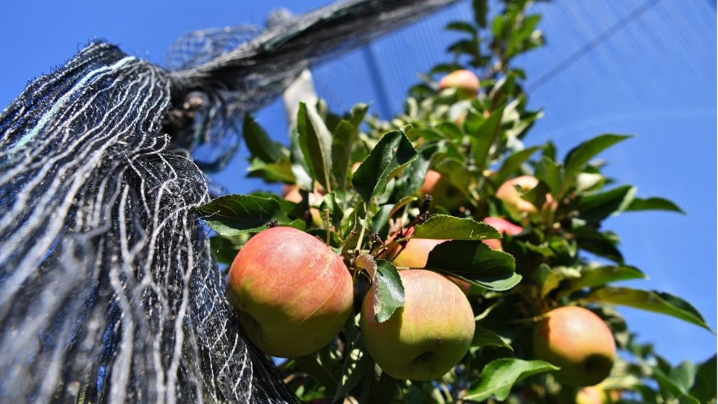 Bodensee: Obstbauern starten Apfel-Ernte