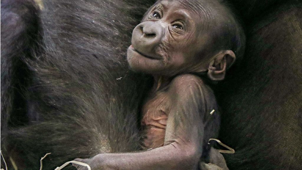 Nachwuchs in der Wilhelma: Ein Gorilla-Baby erblickt das Licht der Welt