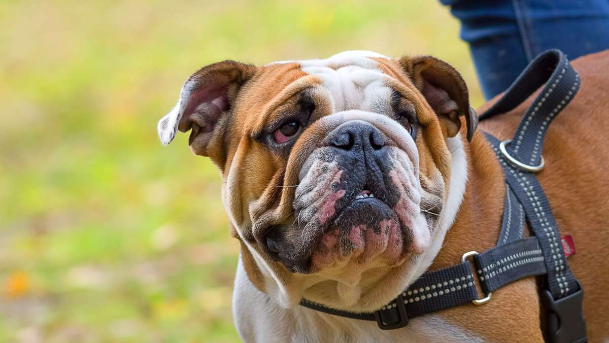 Streit im Ostalbkreis eskaliert: Bulldogge auf  Nachbarn gehetzt – 61-Jähriger schwer verletzt