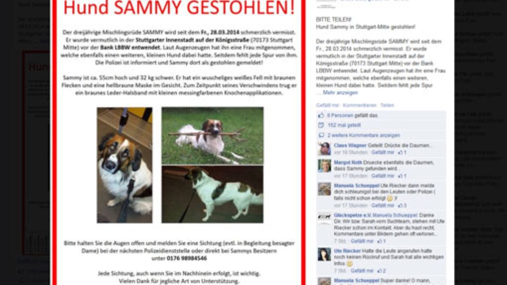 Stuttgart-Mitte: Mischling Sammy vermutlich gestohlen