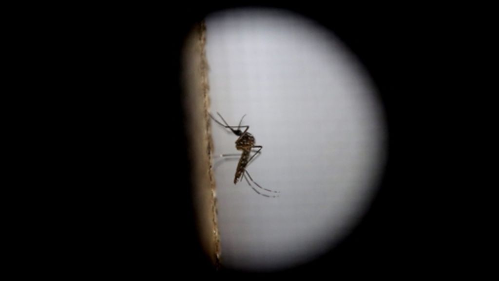 Epidemie: Sind Zika-Viren ein  Risiko für Reisende?