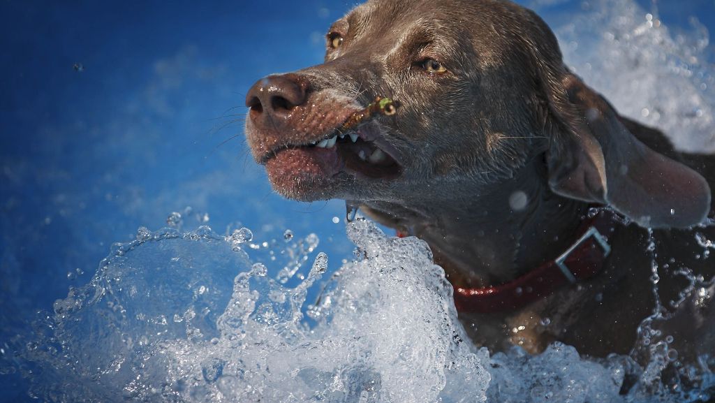 Hundeschwimmen in Korb und Backnang: Drei Badetage  für Vierbeiner