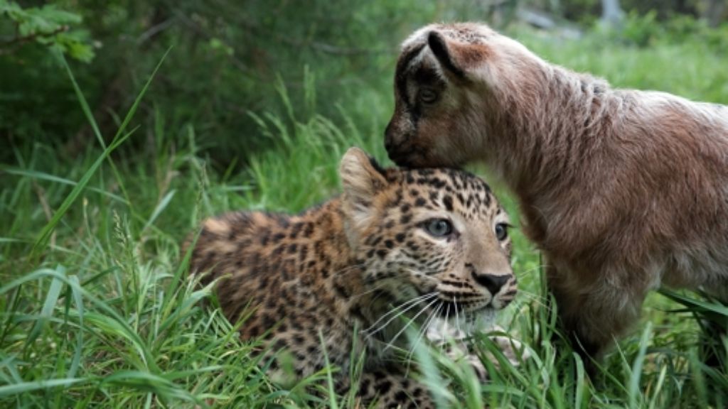 Russischer Zoo: Leopard und Bergziege - einfach unzertrennlich