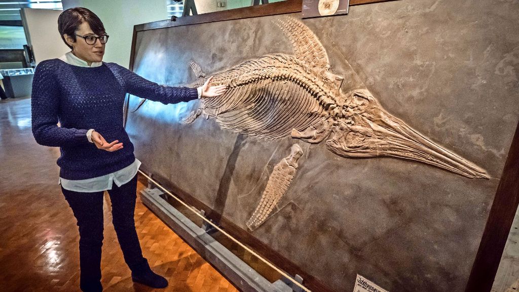 Fossilien im Löwentor-Museum: Reise 150 Millionen Jahre zurück