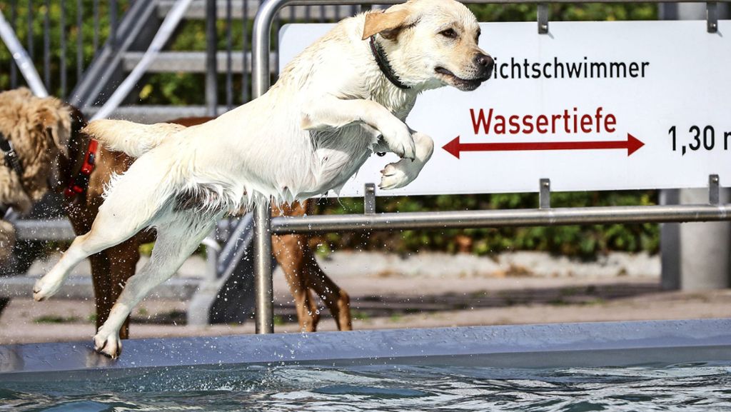Stuttgart-Untertürkheim: Kein  Hundeschwimmen im Inselbad