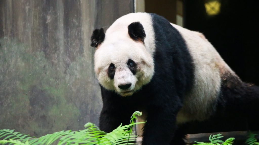 Hongkong trauert um Jia Jia: Weltältester Panda im Alter von 38 Jahren gestorben