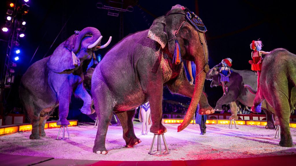 Klage um Auftritt von Circus Krone: Zirkus darf Wildtiere vorführen - Ulm legt Beschwerde ein