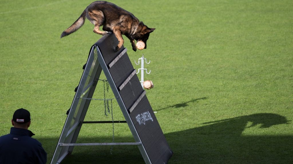 Schäferhunde-Weltmeisterschaft: Sie laufen, schnüffeln und beißen um die Wette