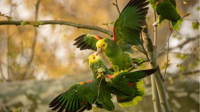 Stuttgarts wilde Gelbkopfamazonen: Das verrückte Liebesleben der Papageien