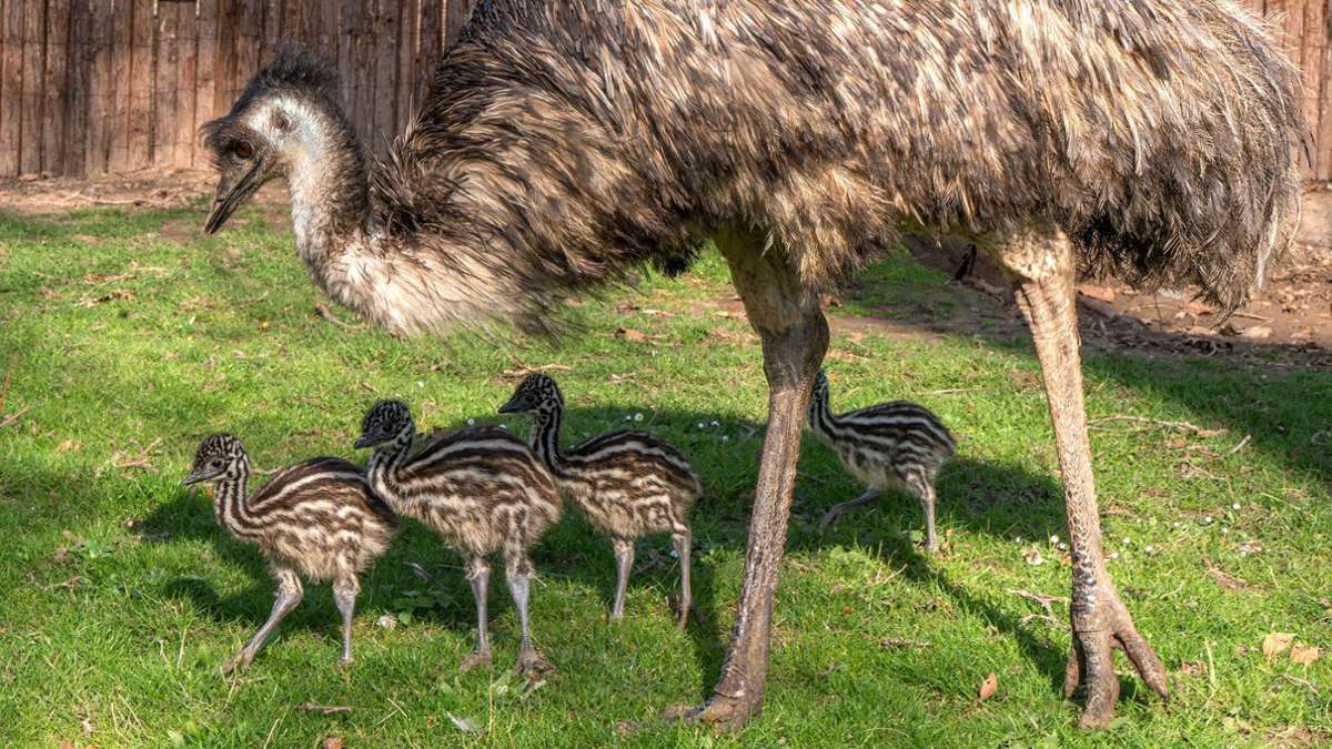 Nachwuchs in der Stuttgarter Wilhelma: Emu-Küken zeigen sich erstmals den Besuchern