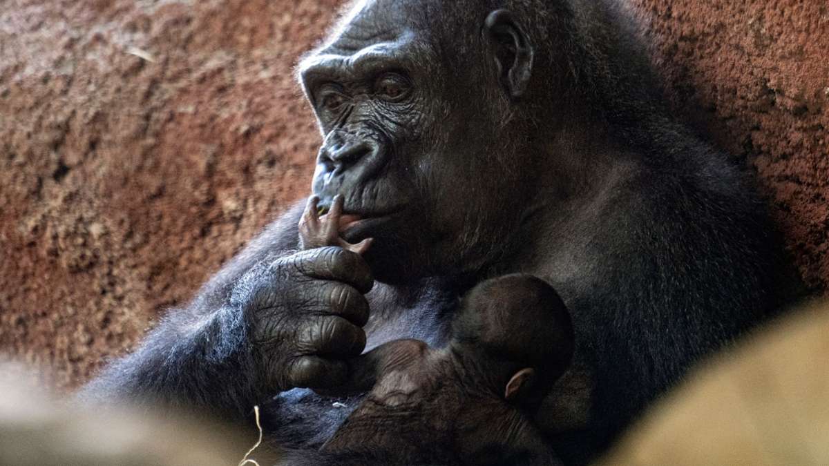 Tiere: Erneut Gorilla-Baby im Prager Zoo geboren