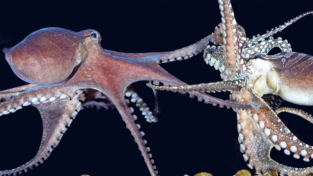 Oktopus: Gefährliche Liebschaften