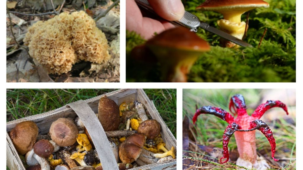 Quiz zum Pilze-Sammeln: Hut ab: Testen Sie Ihr Pilz-Wissen