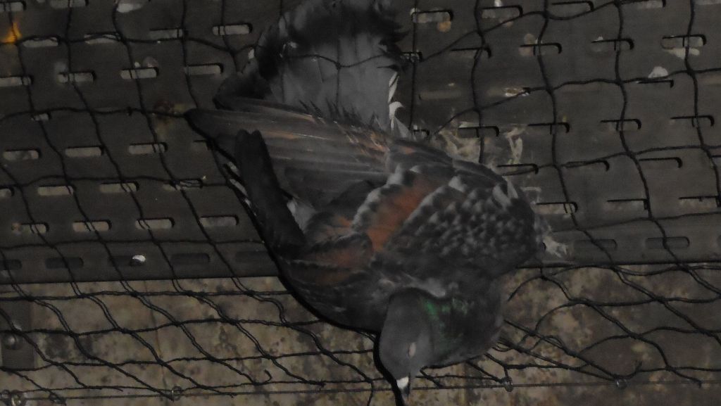 Möhringen und Vaihingen: Stuttgarter Tunnel werden für Tauben zur Todesfalle
