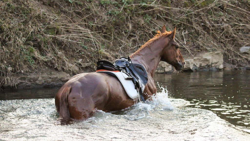 Kirchberg/Murr: Hilfloses Pferd aus der Murr gerettet
