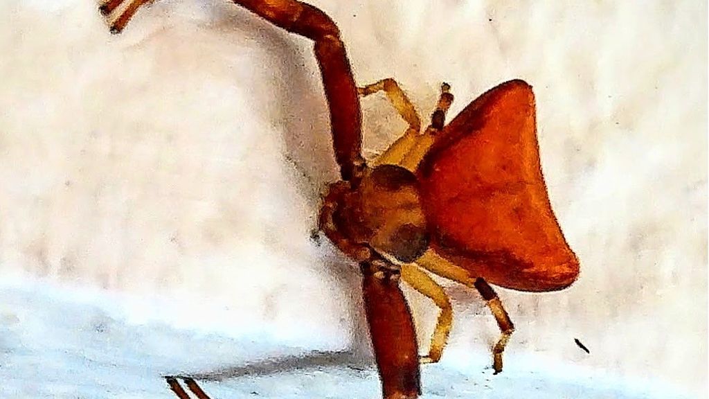 Artenvielfalt in Stuttgart-Ost: Kleine Großstadt-Spinnen im Überlebenskampf