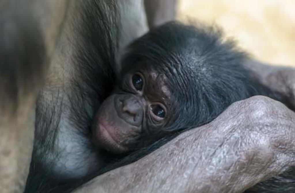 Die Bonobos leben sich im neuen Menschenaffenhaus ein.