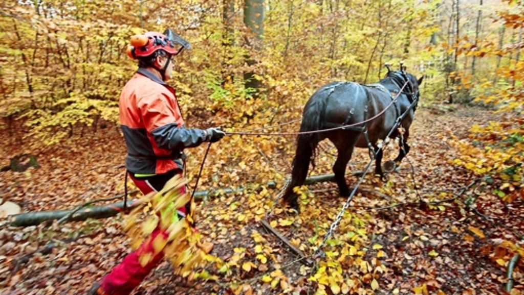 Weil im Schönbuch: Waldboden  leidet unter Holzernte: Forstbehörde möchte mehr Pferde einsetzen